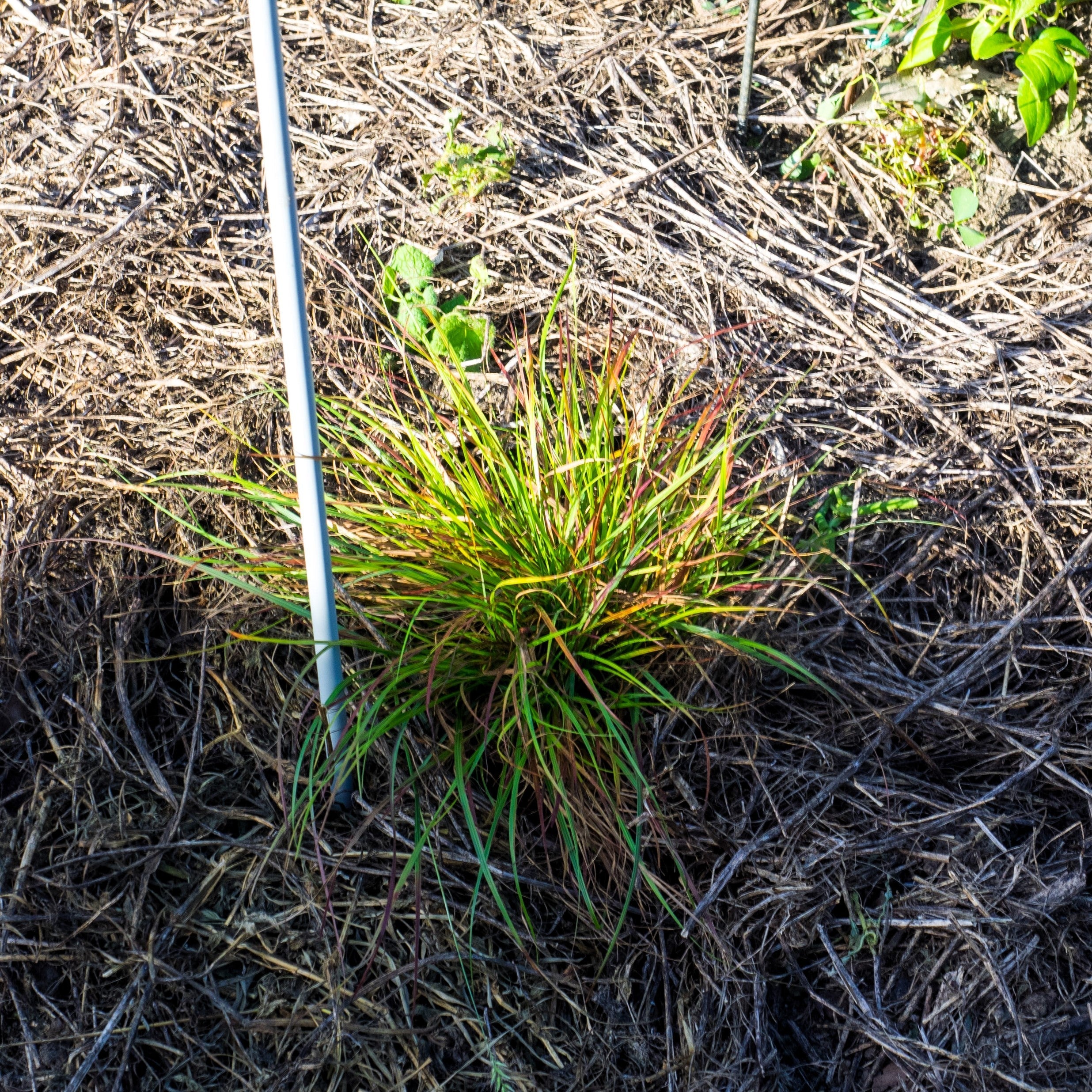 Pennisetum alopecuroides 'Burgundy Bunny'  - Burgundy Bunny Fountain Grass