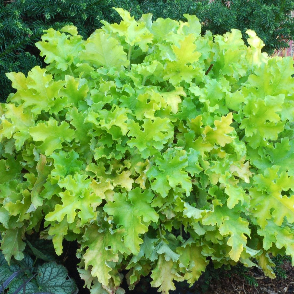Heuchera ‘Lime Marmalade’  - Lime Marmalade Heuchera