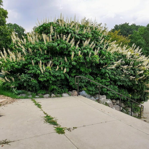 Aesculus parviflora  - Buckeye Bottlebrush