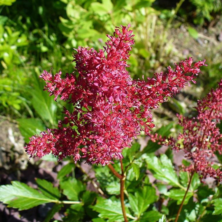 Astilbe x arendsii 'Fanal'  - Fanal Astilbe