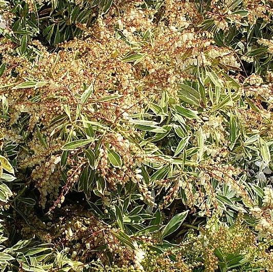 Pieris japonica 'Flaming Silver'  - Flaming Silver Pieris