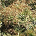 Pieris japonica 'Flaming Silver'  - Flaming Silver Pieris