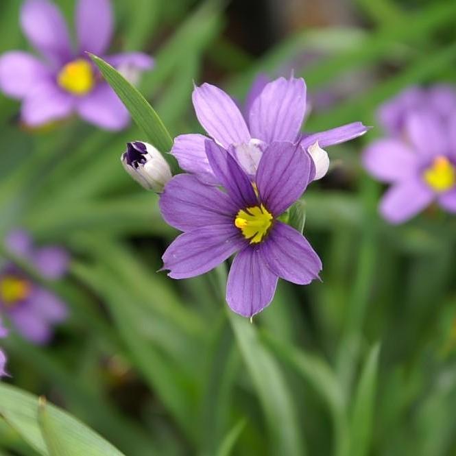 Sisyrinchium angustifolium 'Lucerne'  - Lucerne Blue-Eyed Grass
