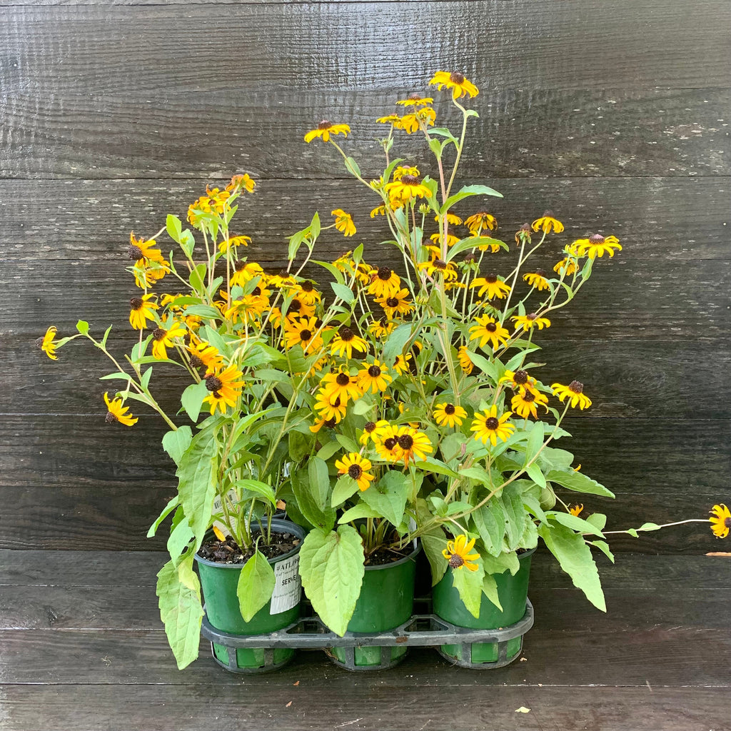 Rudbeckia fulgida 'Goldsturm'  - Black-Eyed Susan