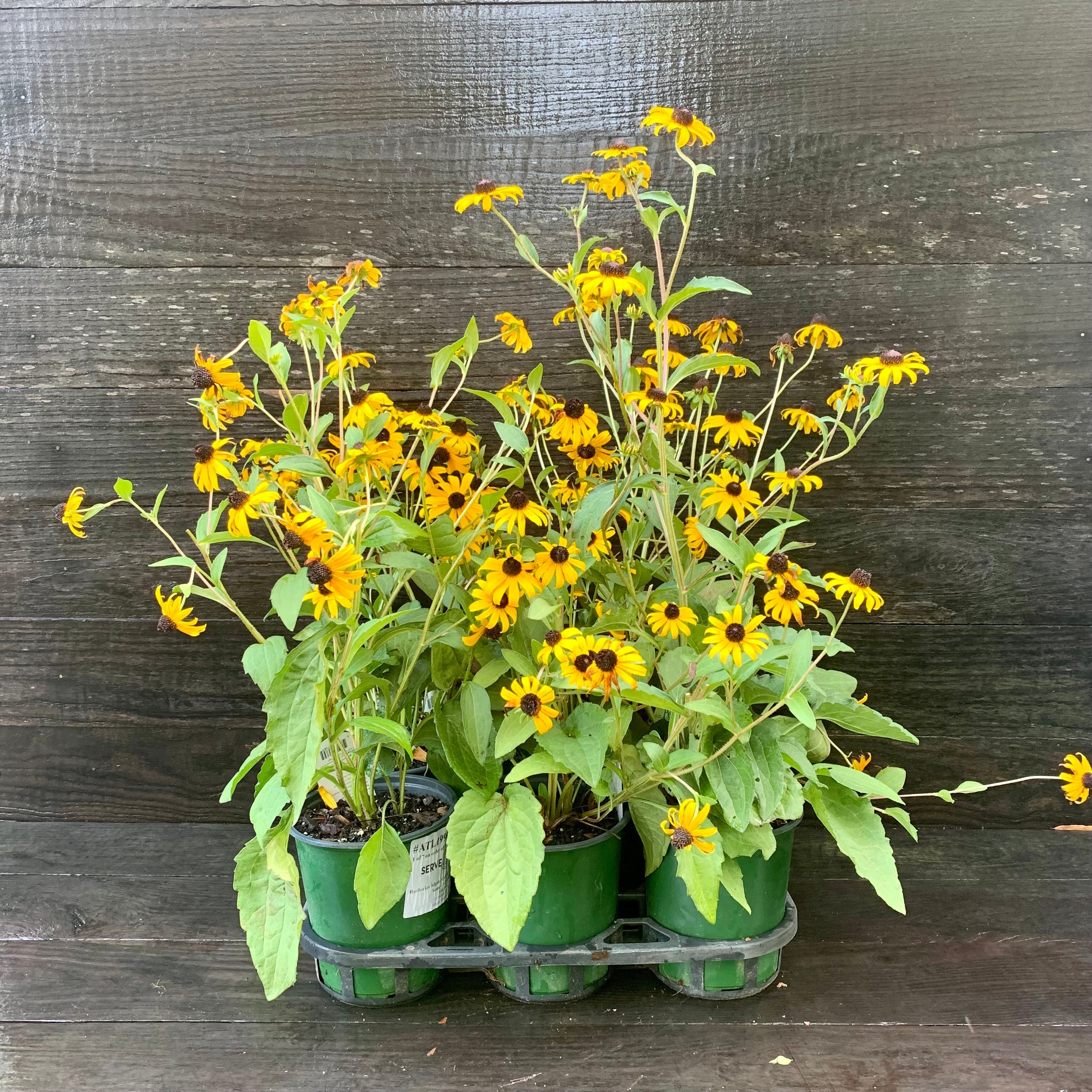 Rudbeckia fulgida 'Goldsturm'  - Black-Eyed Susan