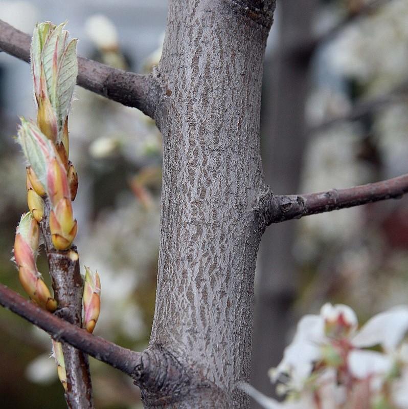 Amelanchier x grandiflora 'Autumn Brilliance'  - Autumn Brilliance Apple Serviceberry