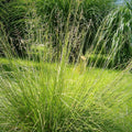 Sporobolus heterolepis  - Prairie Dropseed