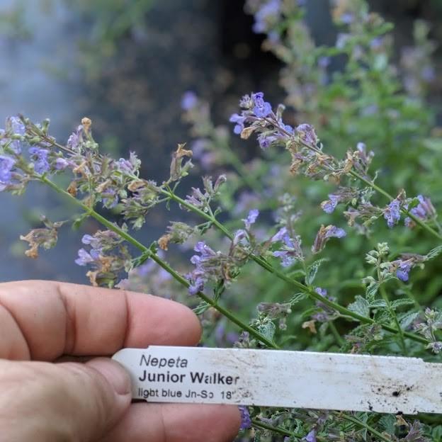 Nepeta x faassenii 'Novanepjun'  - Junior Walker™  Catmint