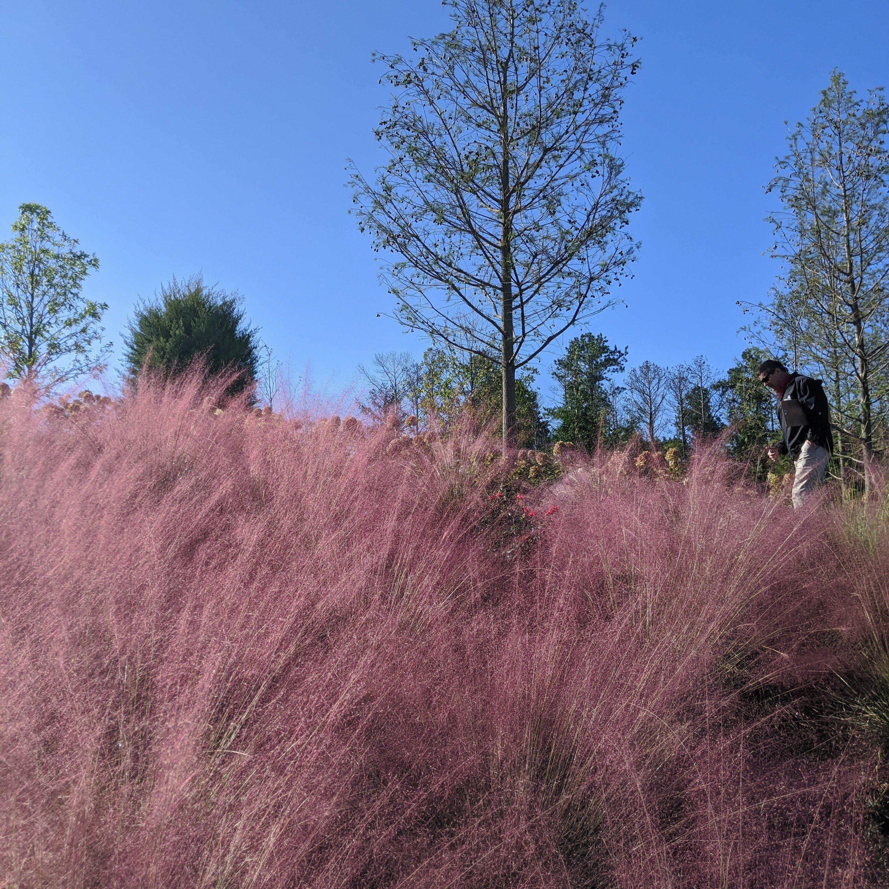 Muhlenbergia capillaris  - Pink Muhly Grass