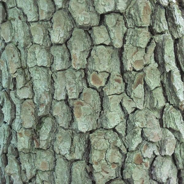 Cornus florida  - Flowering Dogwood