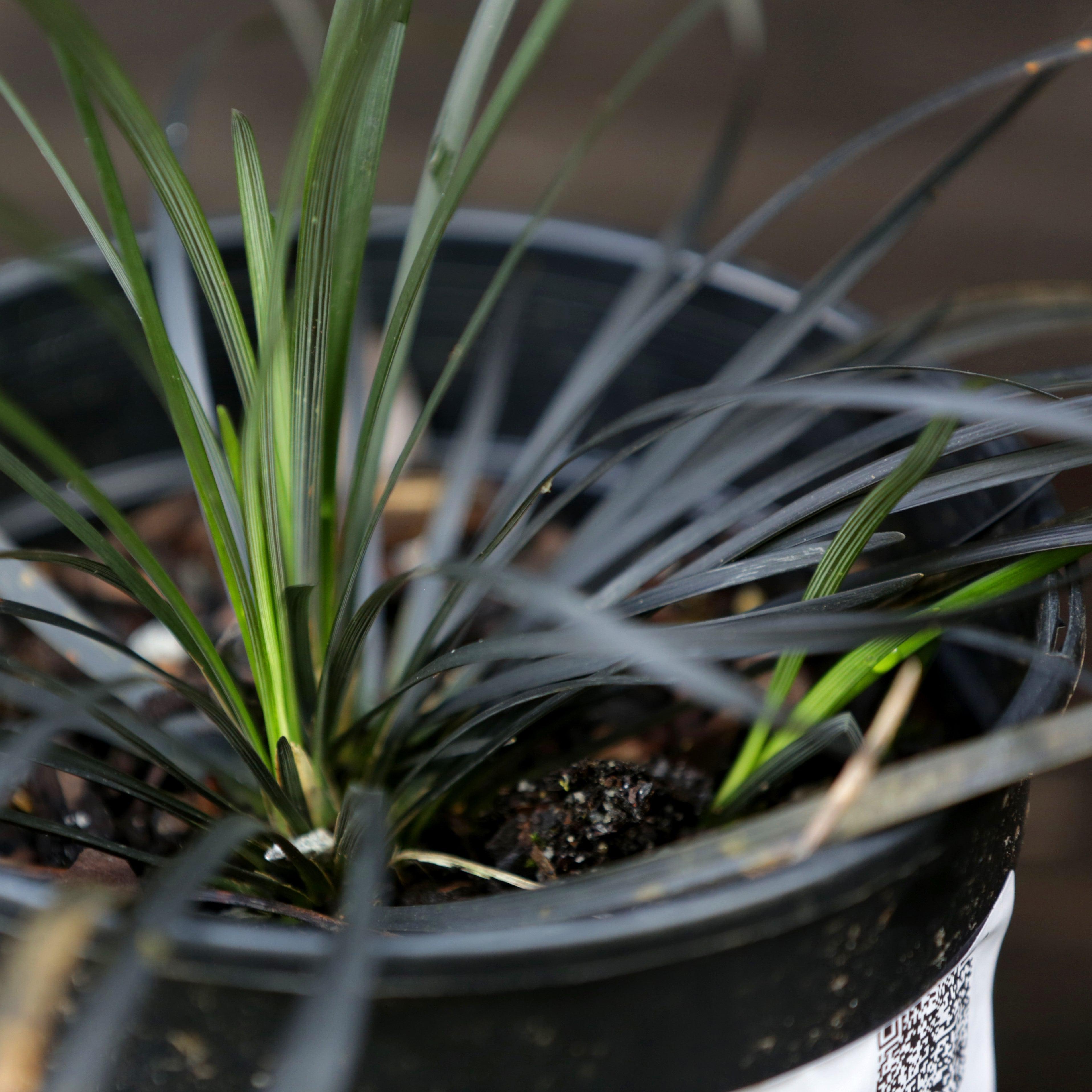 Ophiopogon planiscapus 'Nigrescens'  - Black Mondo Grass