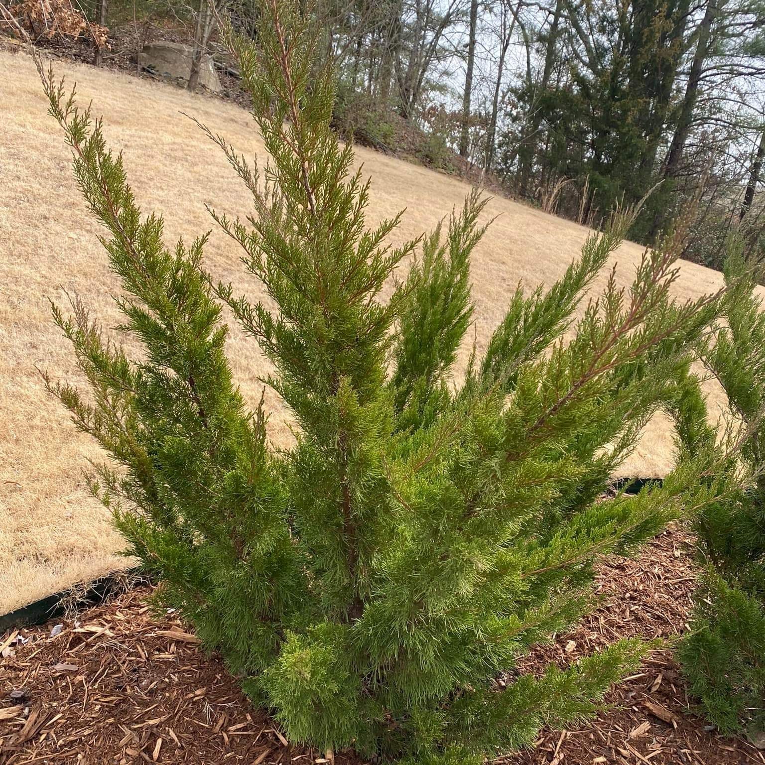 Juniperus chinensis 'Sea Green'  - Sea Green Juniper