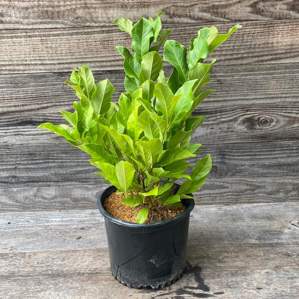 Magnolia 'Ann'  - Ann Magnolia