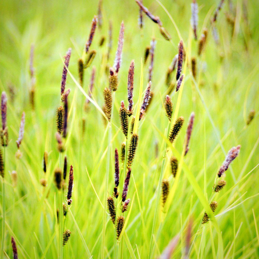 Carex stricta  - Tussock Sedge