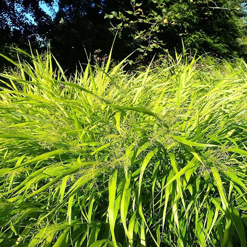 Hakonechloa macra 'All Gold'  - All Gold Japanese Forest Grass, Hakone Grass
