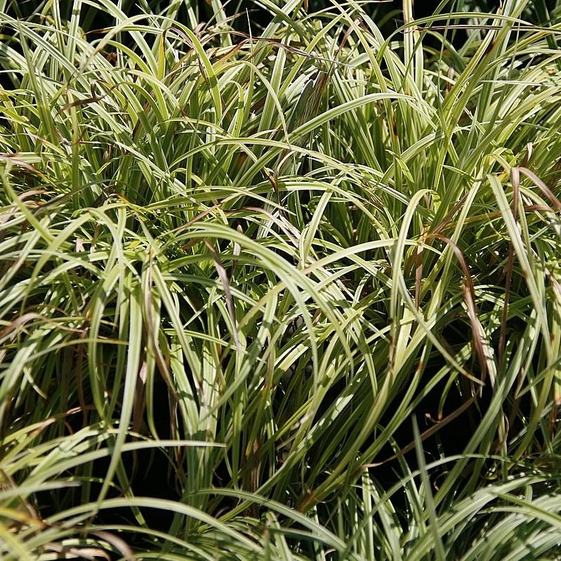 Carex morrowii 'Silver Sceptre'  - Silver Sceptre Sedge