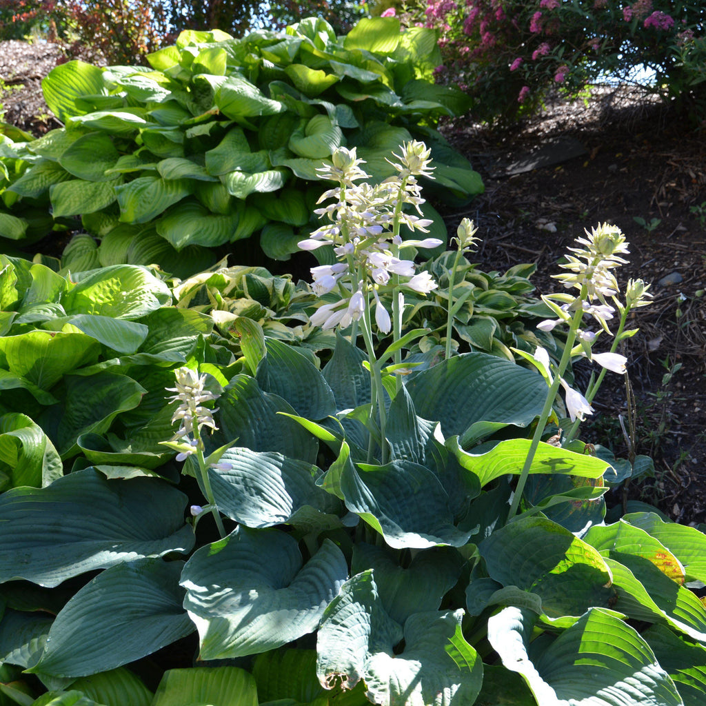 Hosta sieboldiana 'Elegans'  - Elegans Hosta