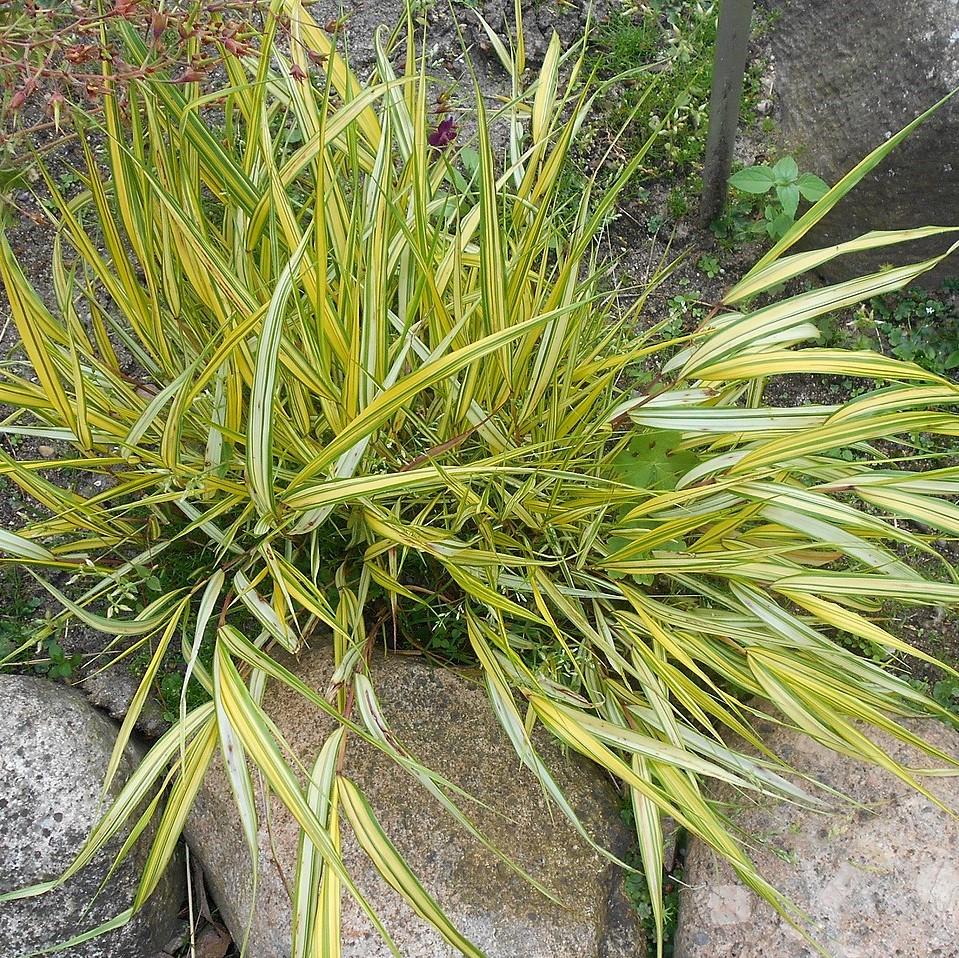 Hakonechloa macra 'Aureola'  - Golden Japanese Forest Grass, Hakone Grass