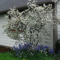 Aronia arbutifolia 'Brilliantissima'  - Brilliant Red Chokeberry
