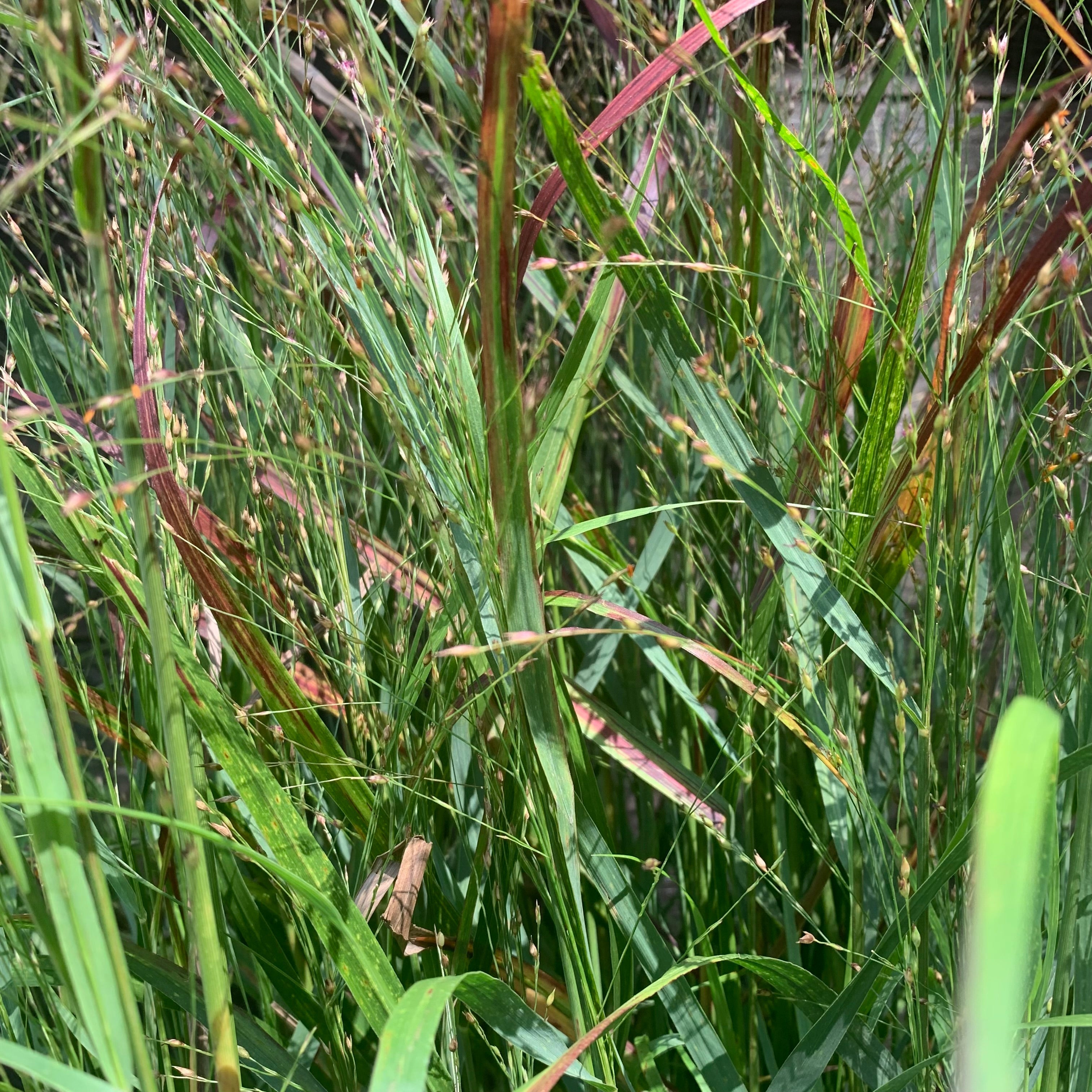 Panicum virgatum 'Shenandoah'  - Shenandoah Switch Grass