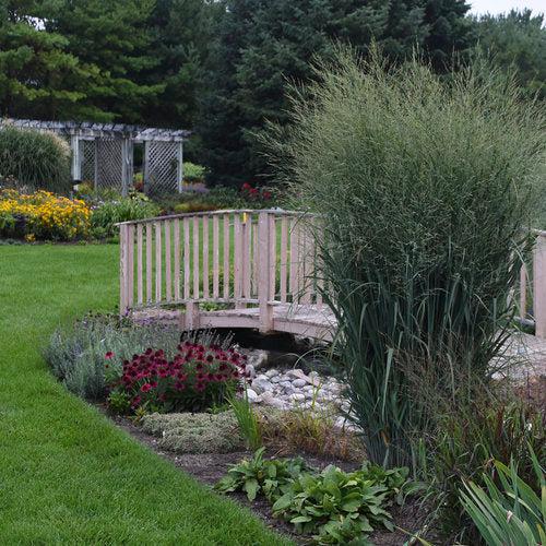 Panicum virgatum 'Totem Pole' 29,951  - Prairie Winds® Totem Pole Switch Grass