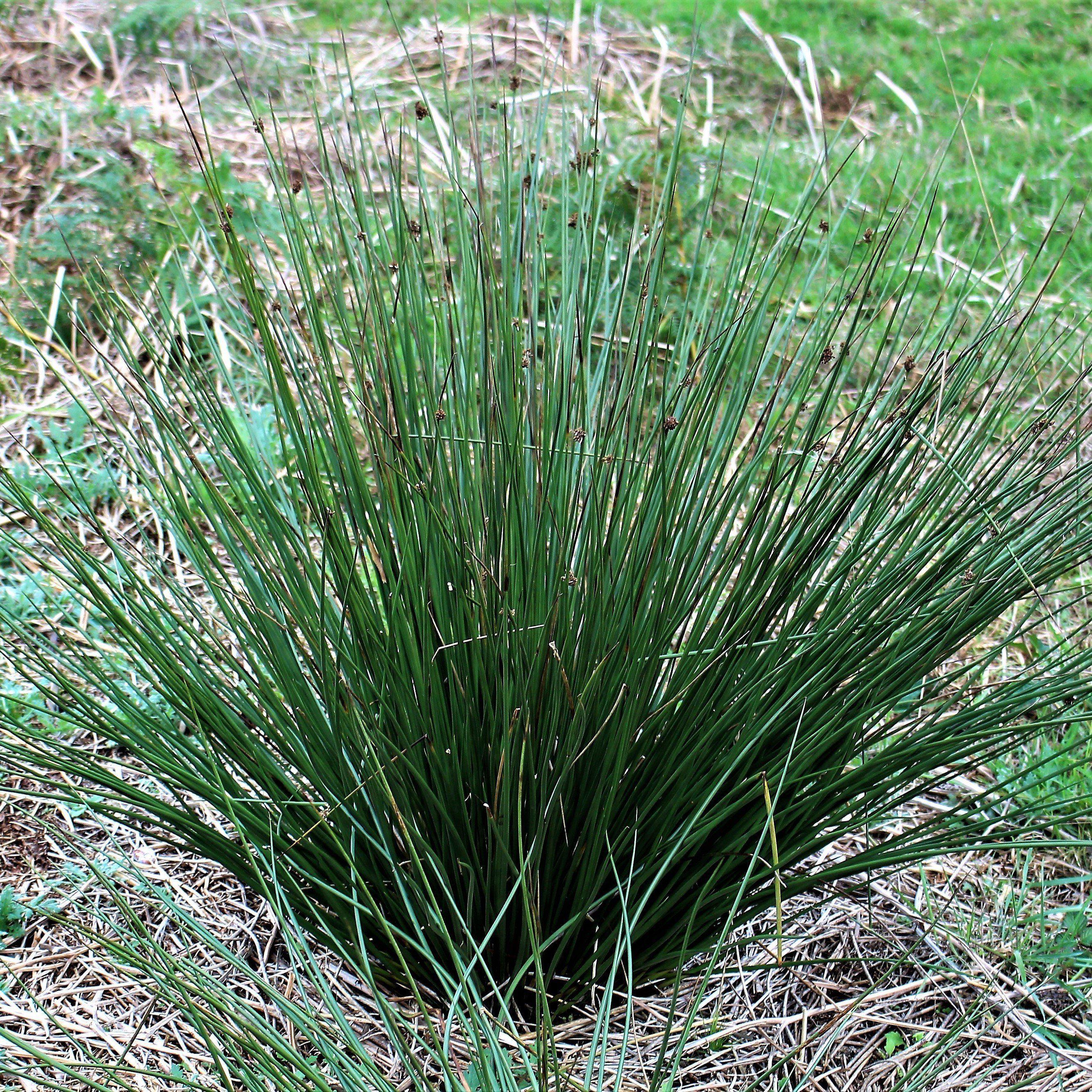 Juncus effusus  - Soft Rush