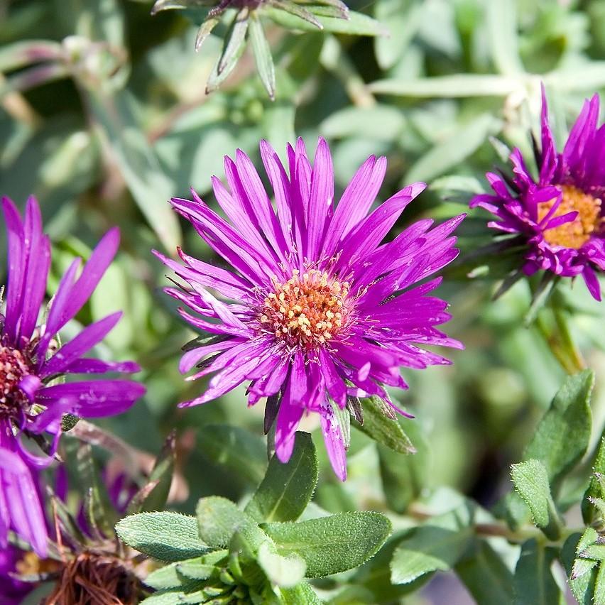 Aster nov-ang. 'Purple Dome'  - Purple Dome New England Aster