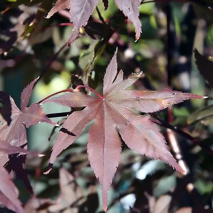 Acer palmatum 'Bloodgood'  - Japanese Maple 'Bloodgood'