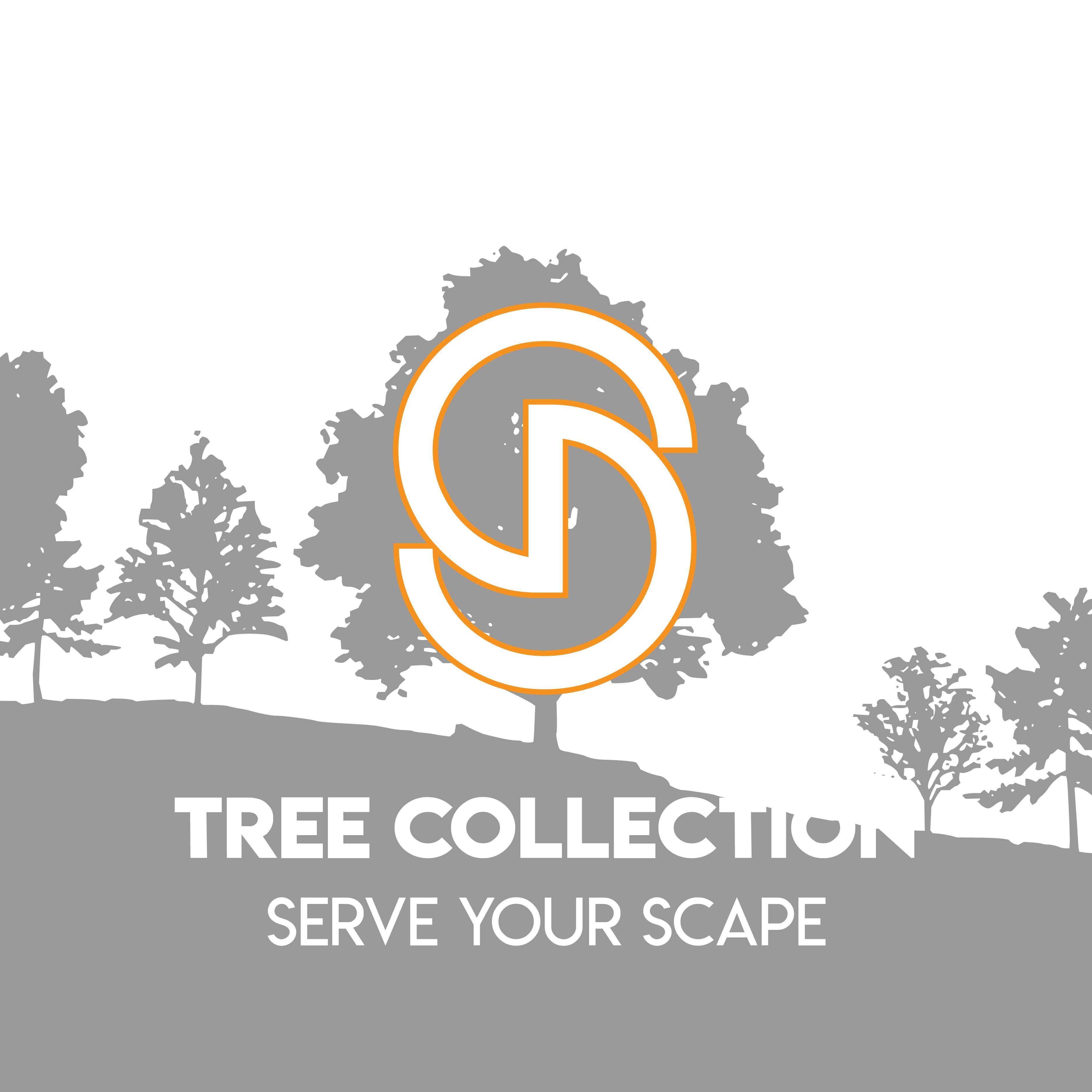 Magnolia loebneri 'Leonard Messel'  - Leonard Messel Magnolia