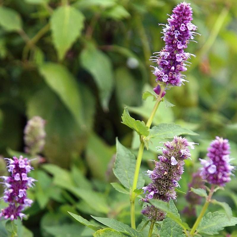 Agastache foeniculum 'Blue Fortune'  - Blue Fortune Giant Hyssop