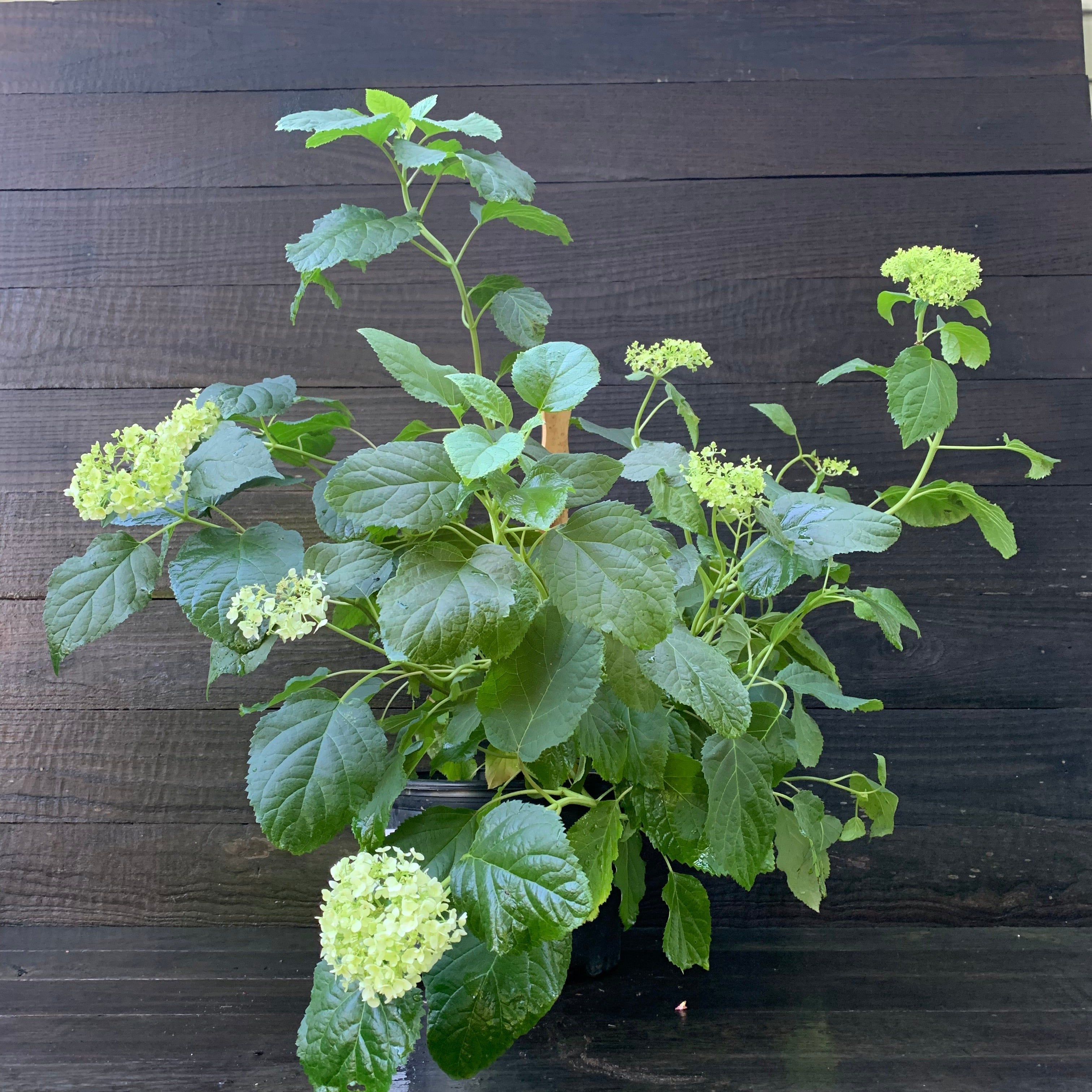 Hydrangea arborescens 'Annabelle'  - Mophead Hydrangea, Annabelle Hydrangea