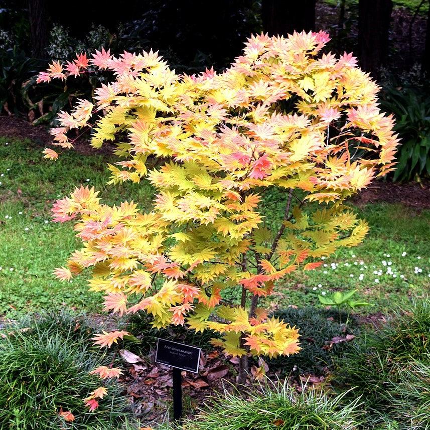 Acer shirasawanum 'Autumn Moon'  - Autumn Moon Japanese Maple