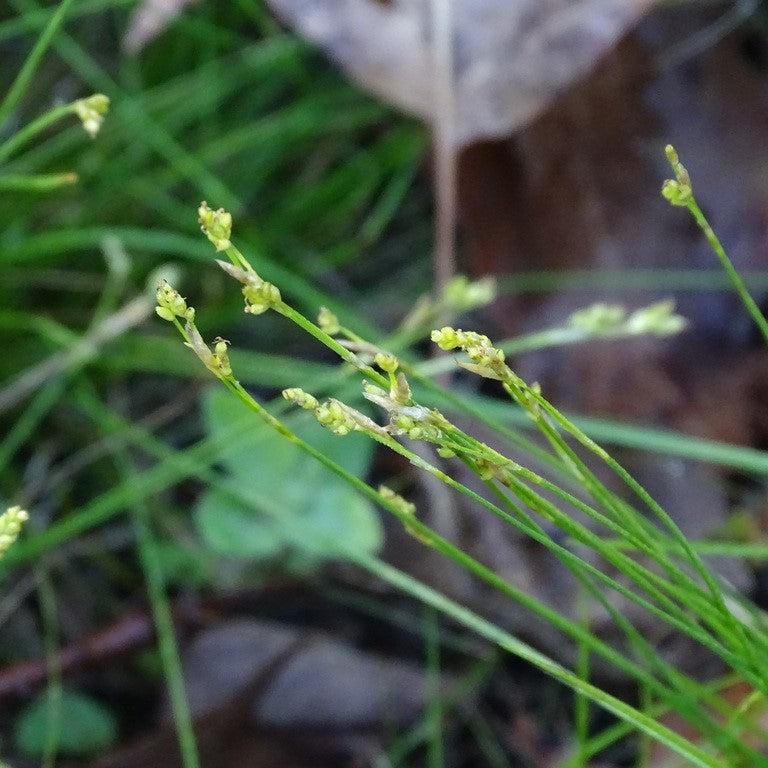 Carex eburnea  - Bristle-leafed Sedge