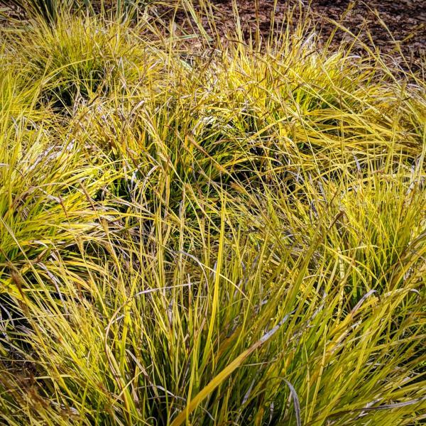 Carex oshimensis 'Everillo' PP#21,002  - EverColor® Everillo Sedge