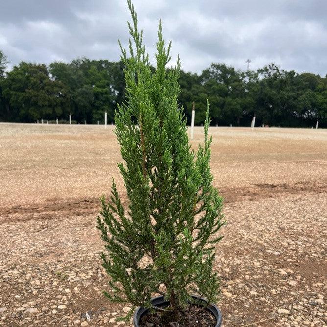 Juniperus chinensis 'Blue Point'  - Blue Point Juniper