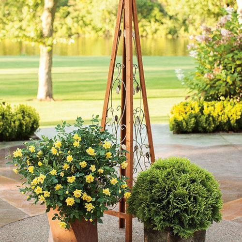 Rosa x 'Chewhocan'  - Oso Easy Lemon Zest® Rose