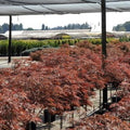 Acer palmatum var. dissectum 'Red Dragon'  - Red Dragon Japanese Maple