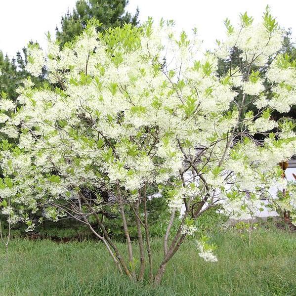 Chionanthus virginicus  - White Fringe Tree
