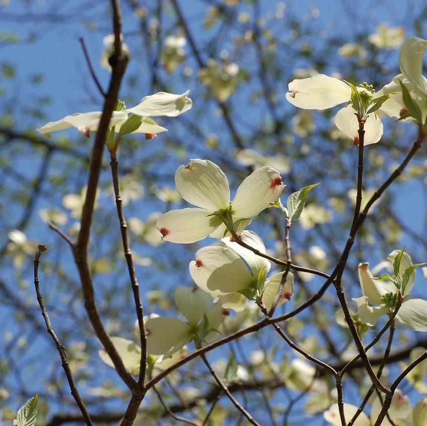Cornus florida  - Flowering Dogwood