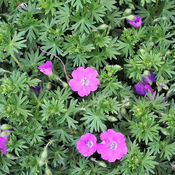 Geranium sanguineum 'Max Frei'  - Max Frei Bloody Cranesbill