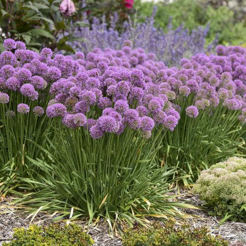 Allium ‘Serendipity’  - Serendipity Ornamental Onion