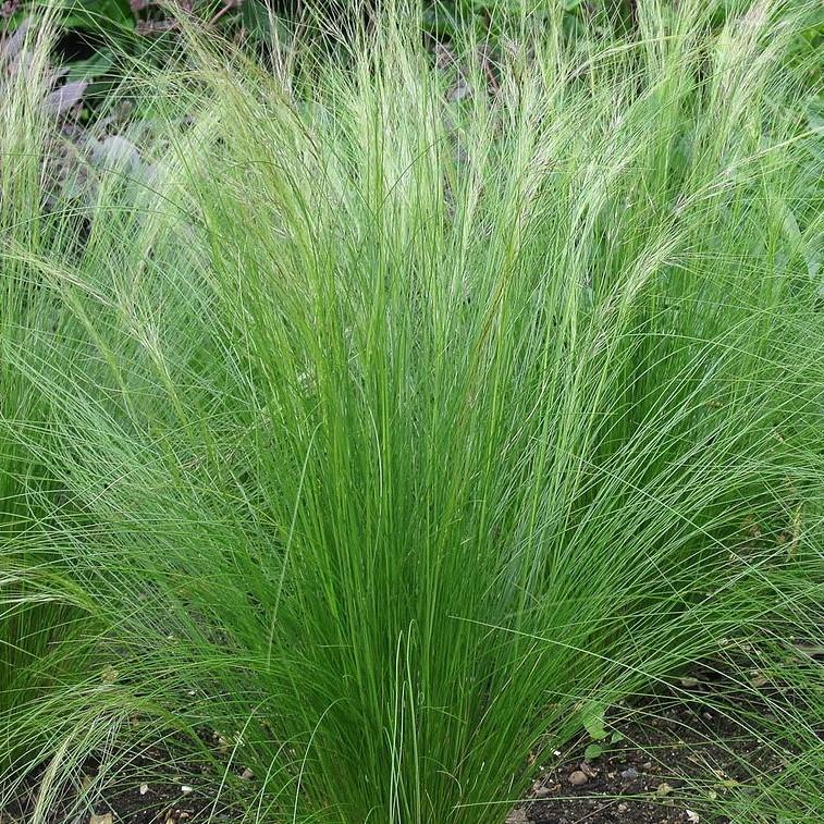 Nassella tenuissima  - Mexican Feather Grass