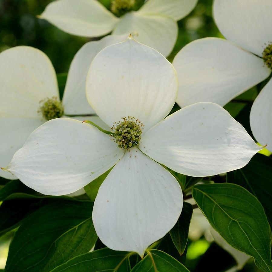 Cornus kousa  - Kousa Dogwood