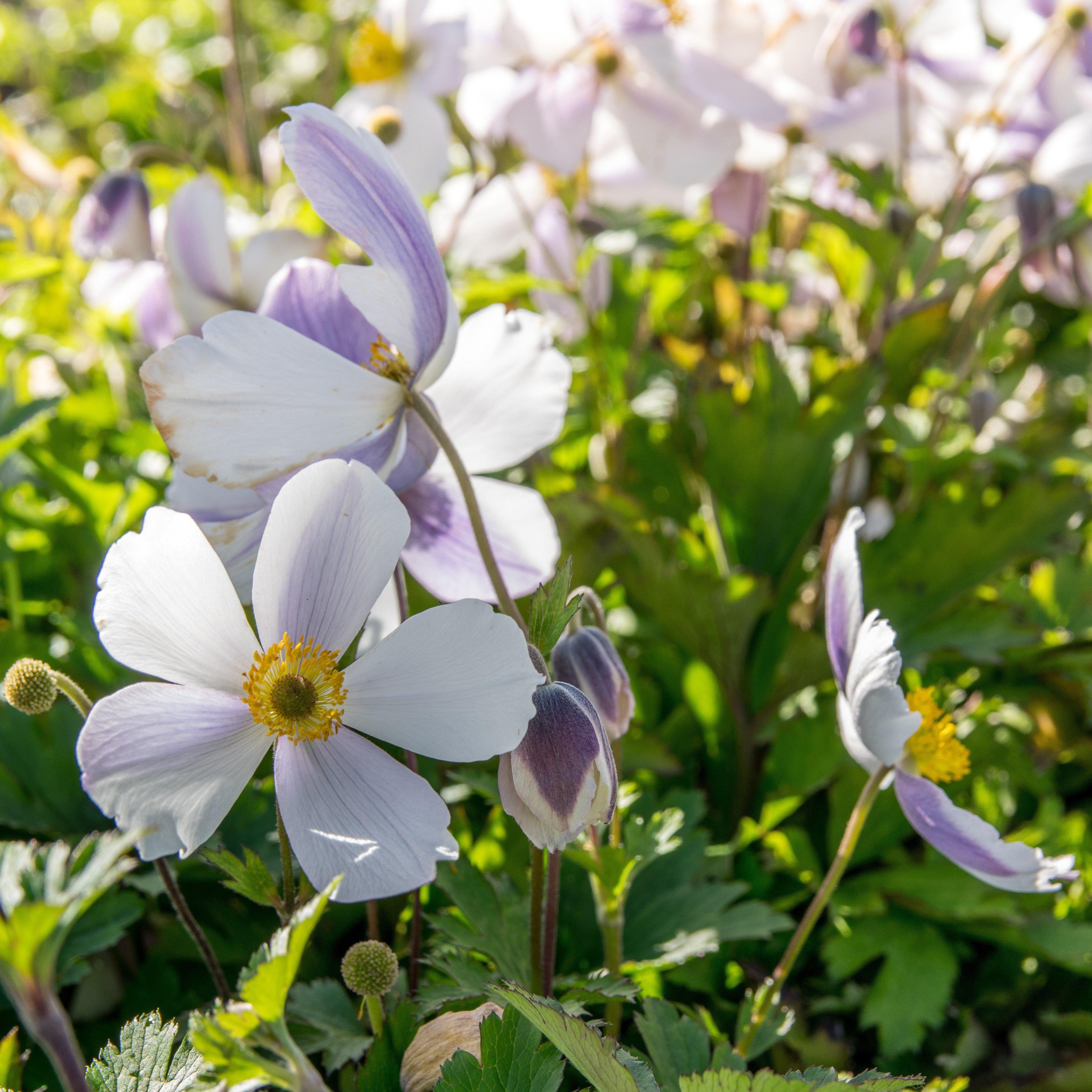 Anemone 'Macane001'  - Wild Swan™ Anemone