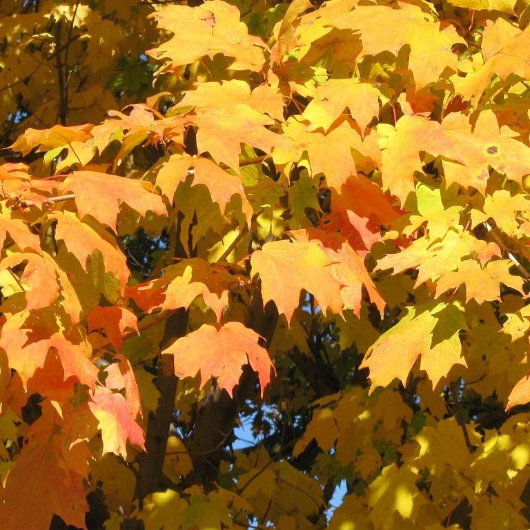 Acer saccharum  - Sugar Maple