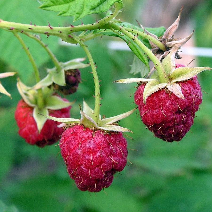 Rubus idaeus 'Meeker' - Meeker Raspberry – Decorative Gardens Nursery