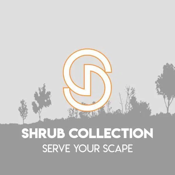 Schizachyrium scoparium 'Chameleon'  - Chameleon Little Bluestem