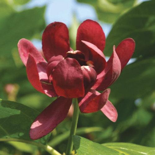 Calycanthus 'Aphrodite'  - Aphrodite Sweetshrub