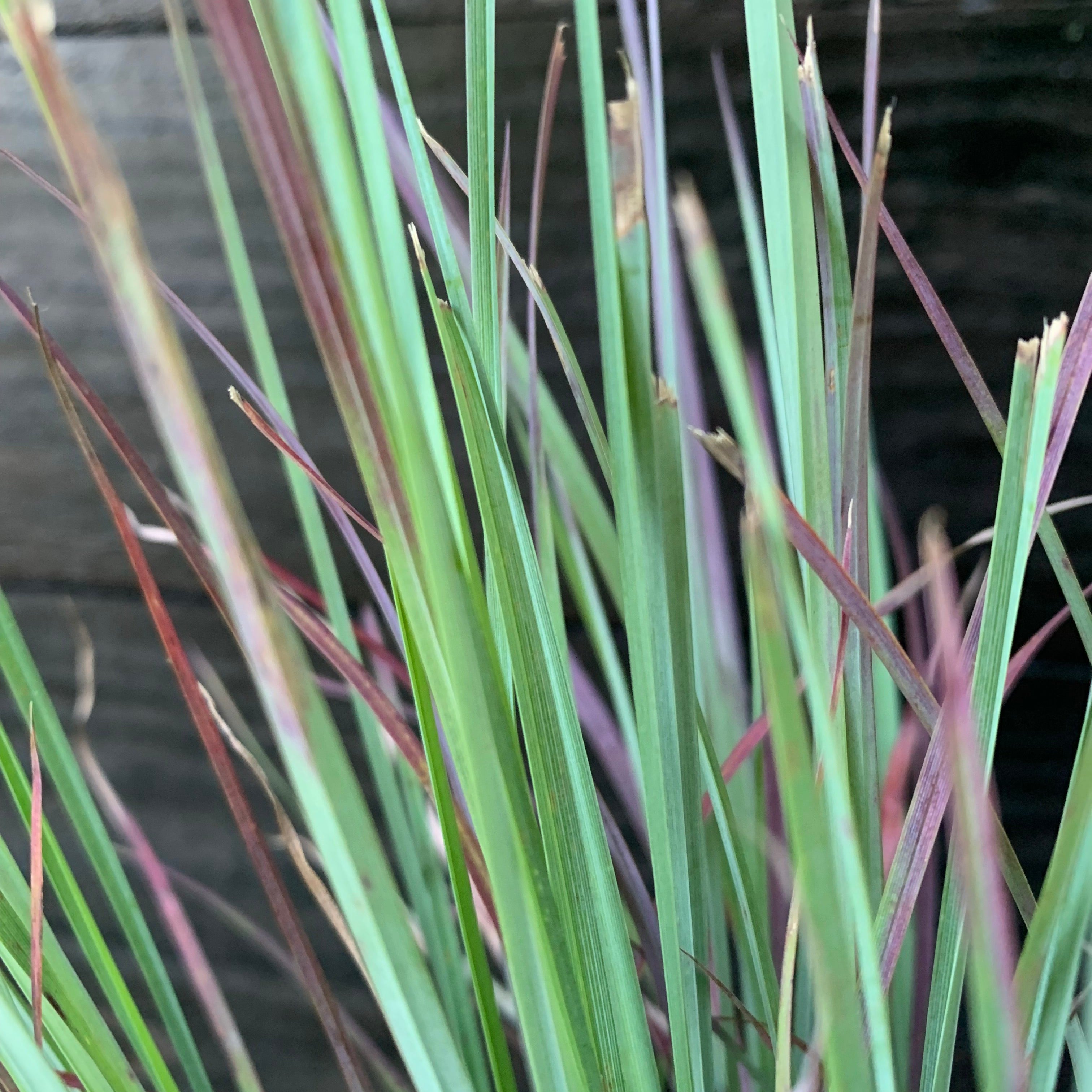 Schizachyrium scoparium 'Standing Ovation'  - Standing Ovation Little Bluestem