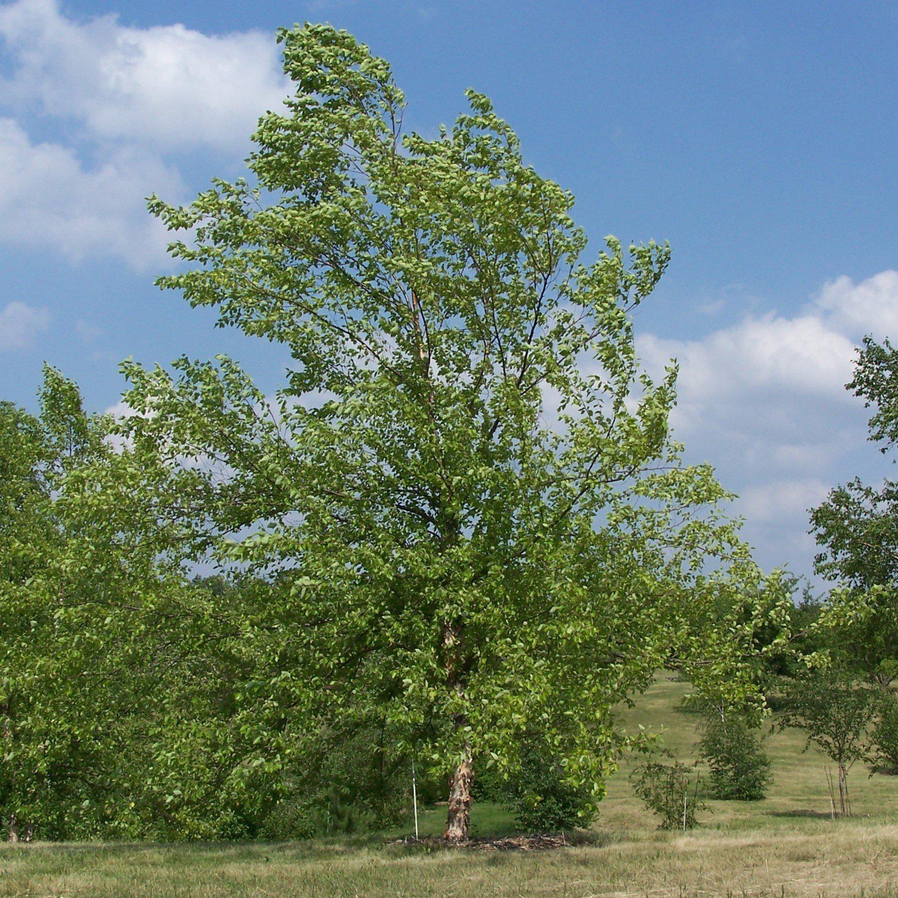 Betula nigra  - River Birch